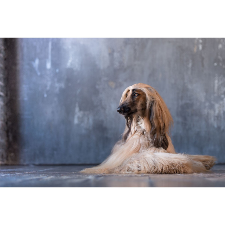 Be Crystal cristalli liquidi per cani- BE LOVE