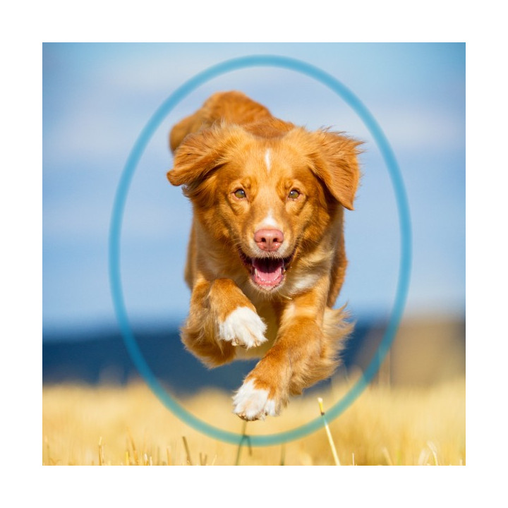 Be Neem lozione insetto repellente per Cani- BE LOVE