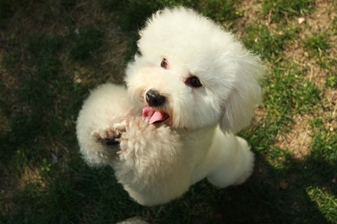 bichon%20copertina.jpg