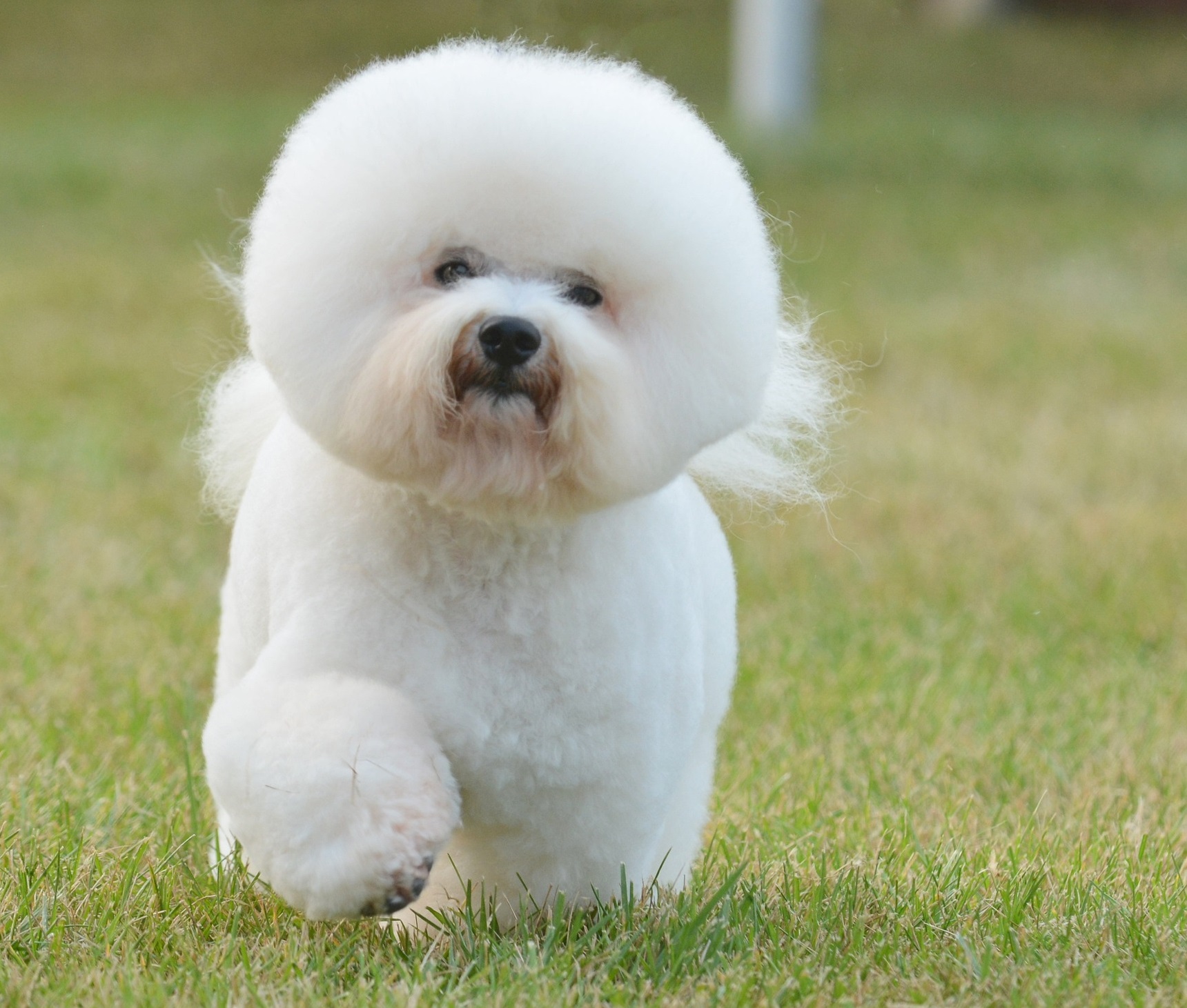 bichon%20top%20per%20articolo.jpg