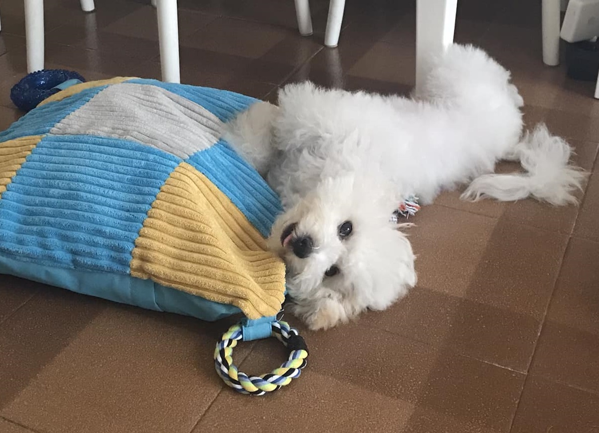 bichon2.jpg